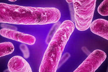Organismis elavate bakterite geneetika on paljastatud