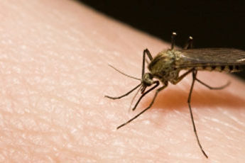 Malaaria taandub üleilmsest soojenemisest hoolimata 