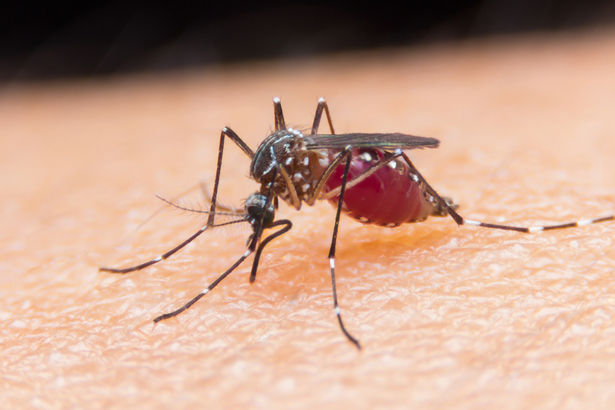 Infektsionist: Zika viiruse riskipiirkonnast tulija võiks puhata ja juua rohkesti vett