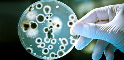 Mis on lihasööja bakteri nakkus? 