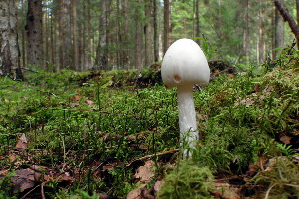 Jäta tundmatud seened metsa