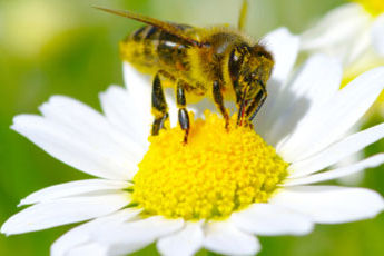Putukahammustuste ja nõelamisega toimetuleku meelespea