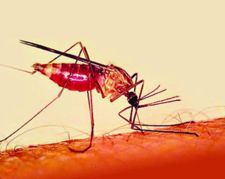 Malaaria
