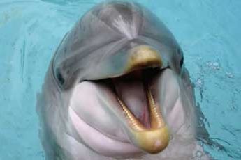 Delfiinid võivad anda võtme diabeedi ravimiseks