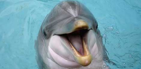 Delfiinid võivad anda võtme diabeedi ravimiseks